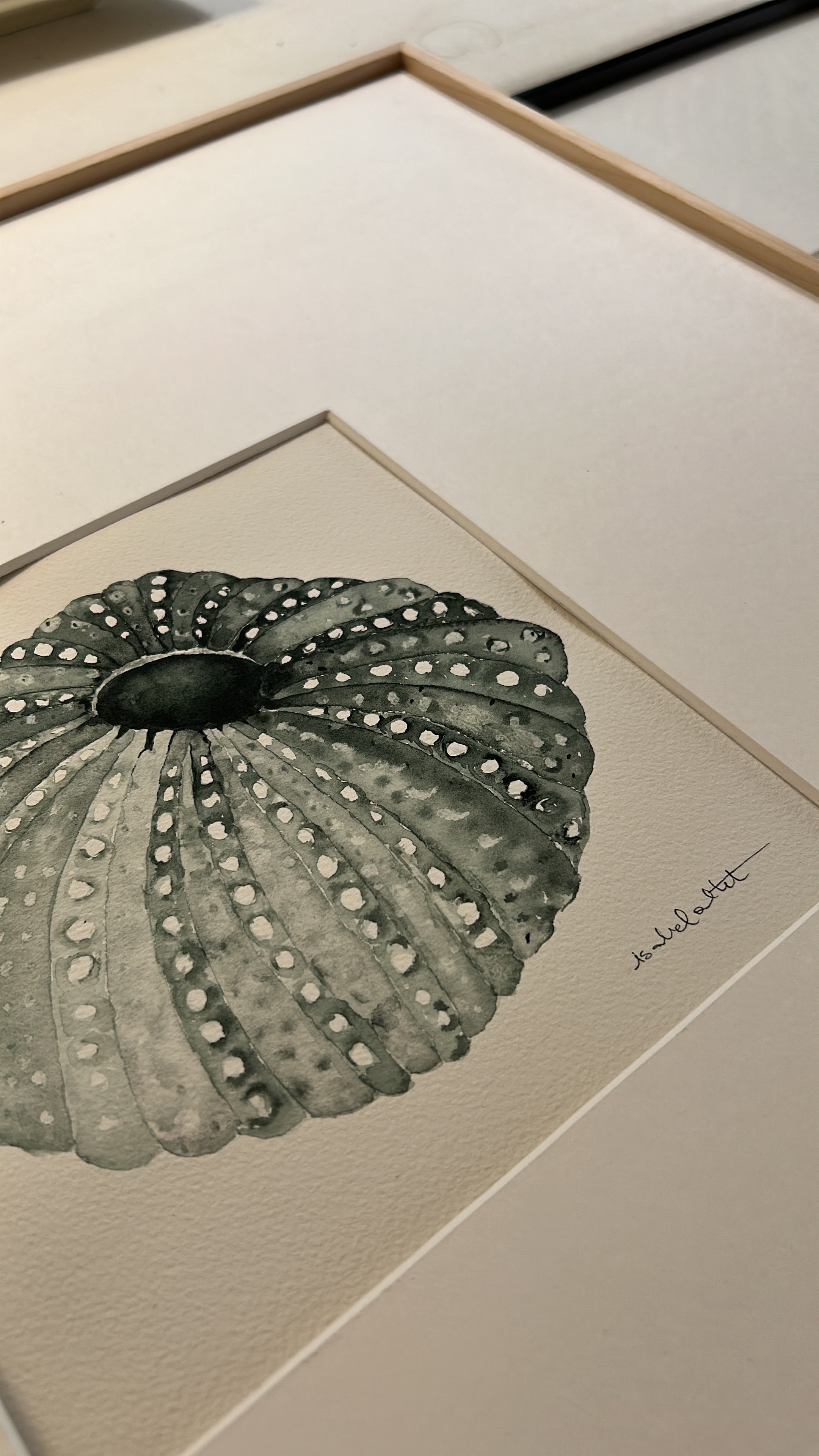 cuadro erizo de mar con passpartout para apartamento playa medida 50x50cm, cuadrado, para salón, comedor o entrada de casa