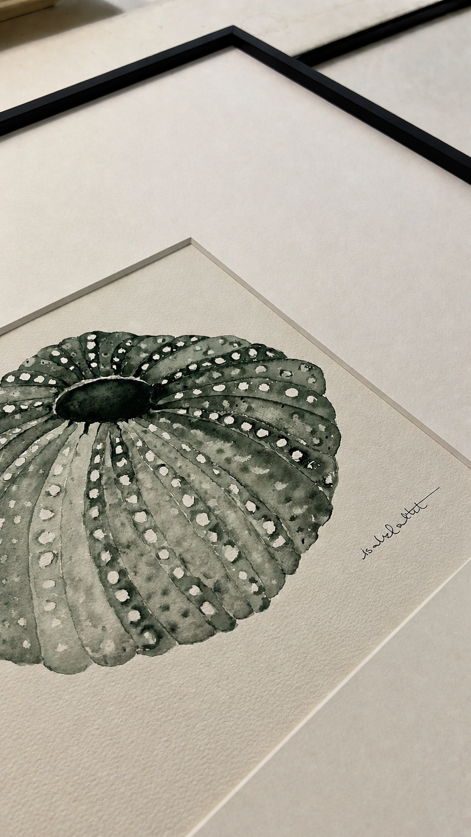 Cuadro erizo de mar enmarcado en negro, cuadrado de 50x50cm, pintado en acuarela para apartamento playa. Salón, comedor, entrada o pasillo
