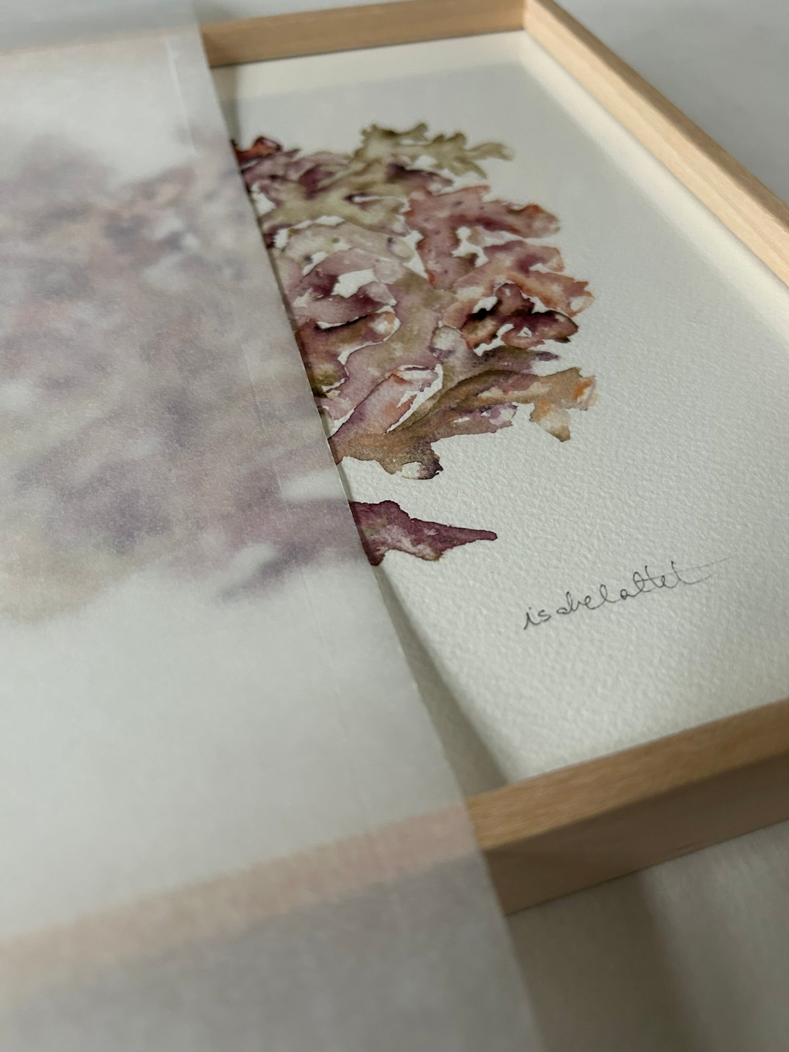 Detalle cuadro coral pintado en acuarela por Isabel Altet