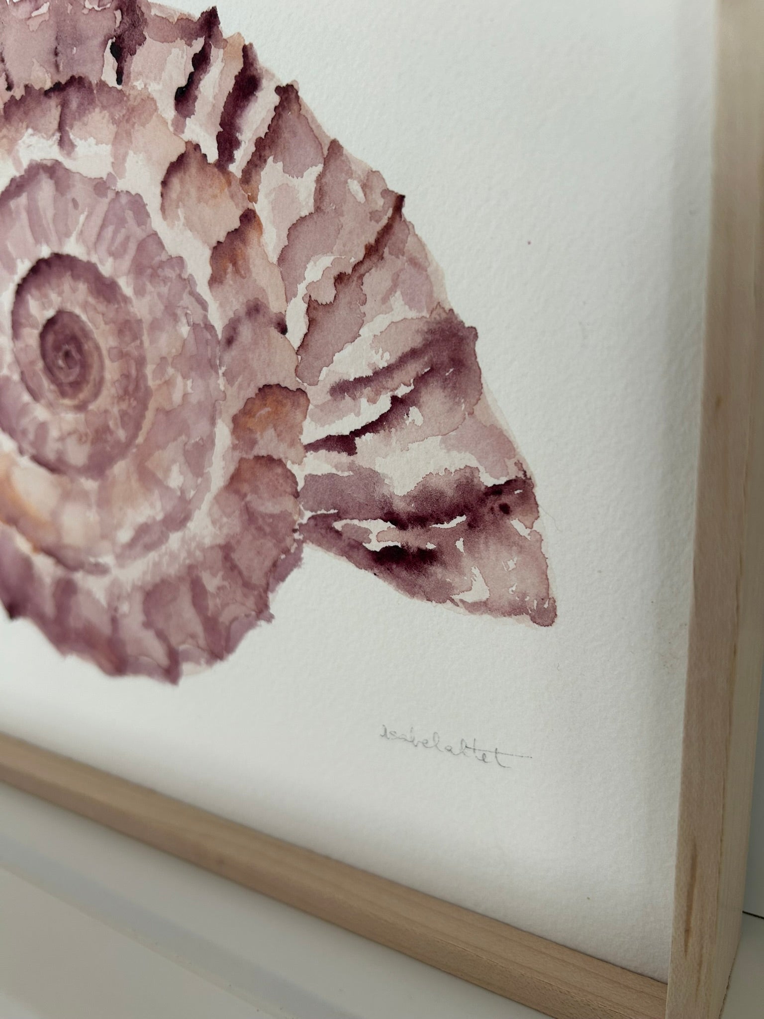 Detalle dibujo caracola de mar en tono rosa empolvado para casa de playa. Obra original pintada a mano en acuarela por Isabel Altet