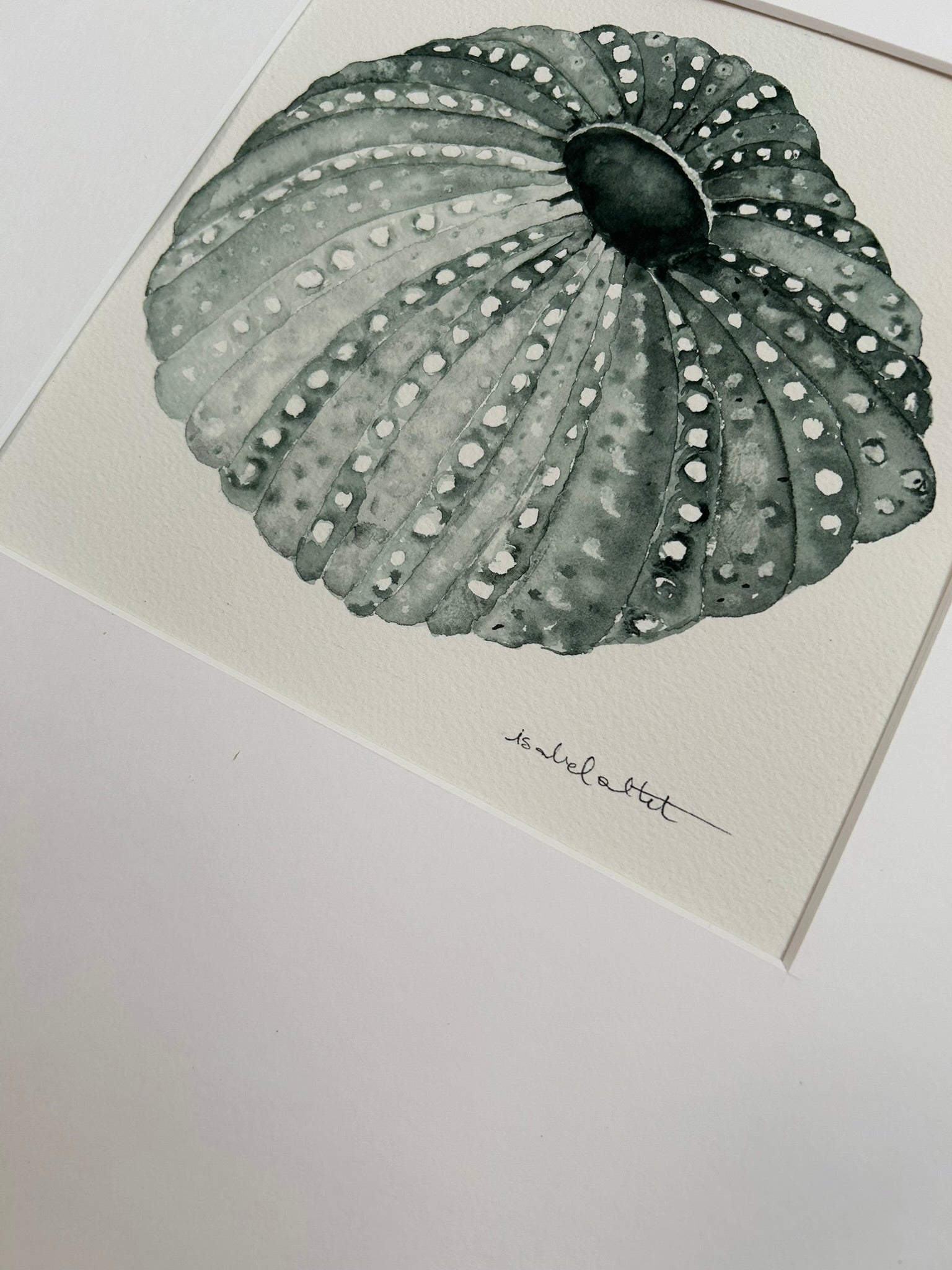 Detalle dibujo erizo de mar pintado a mano con acuarela, estilo mediterráneo
