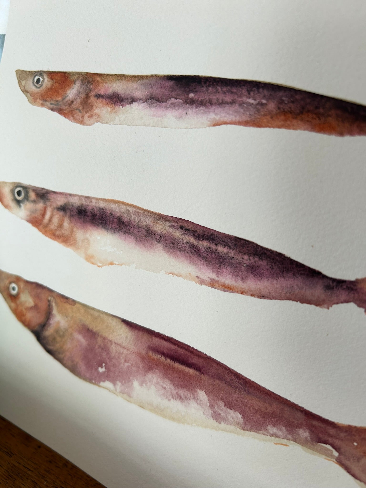 Dibujo decorativo pintado a mano por Isabel Altet de unas sardinas en tonos rosados para decorar zonas con estilo mediterráneo y marino