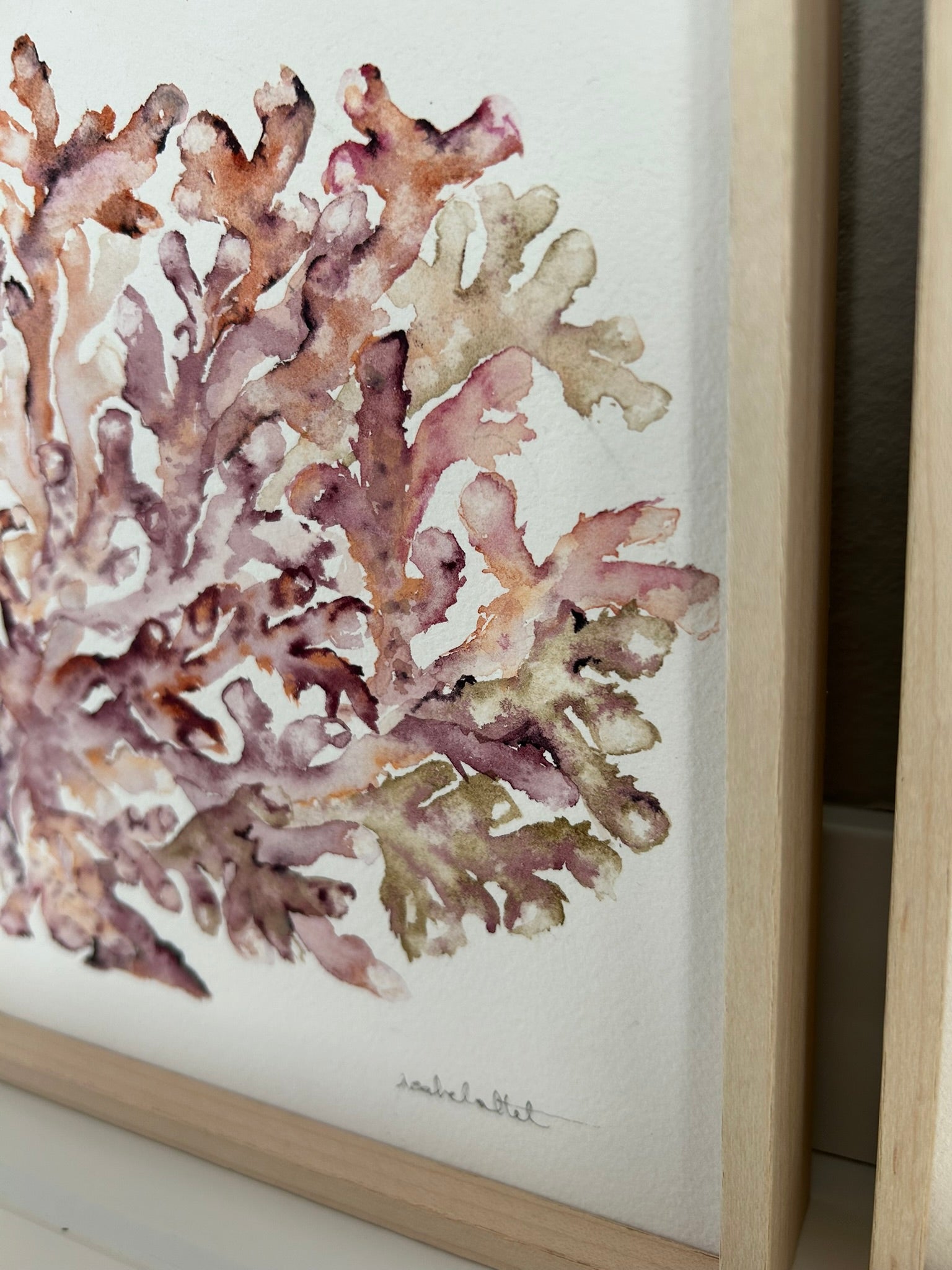 Detalle de la fusión de colores de un cuadro de un coral pintado en acuarela por Isabel Altet
