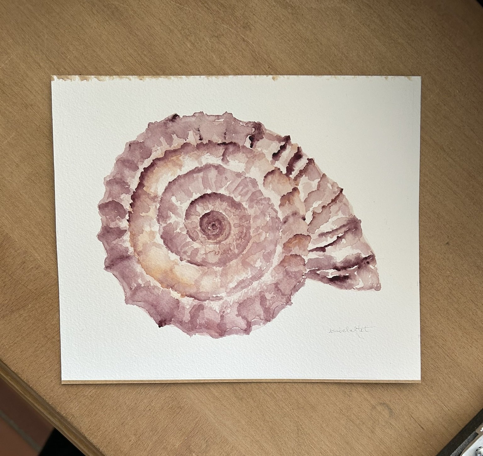 Dibujo caracola de mar en tonos rosados pintada en acuarela por Isabel Altet