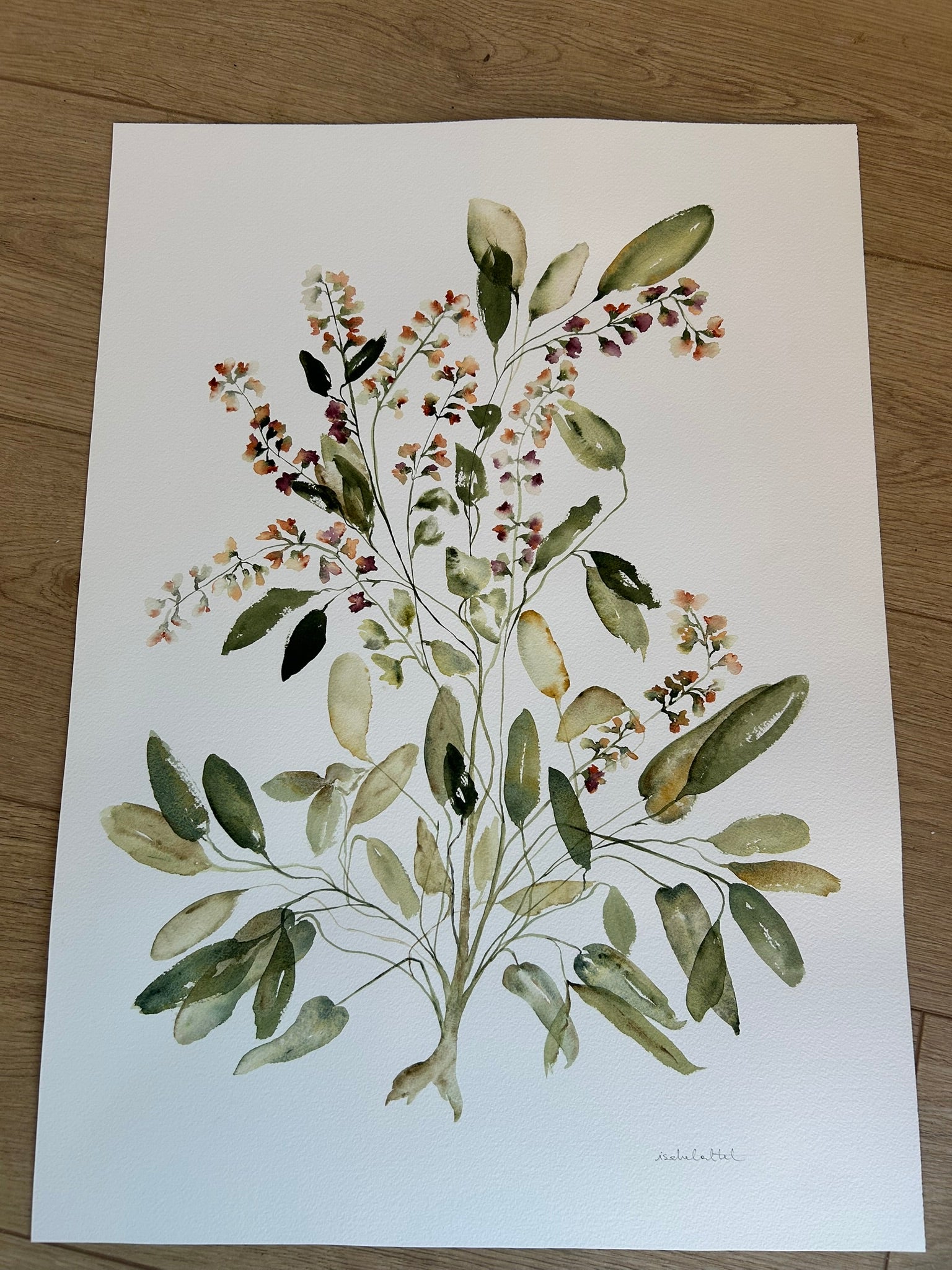 Dibujo botánico, pintura hecha a mano en acuarela por Isabel Altet. Es un dibujo fresco, sencillo y cálido