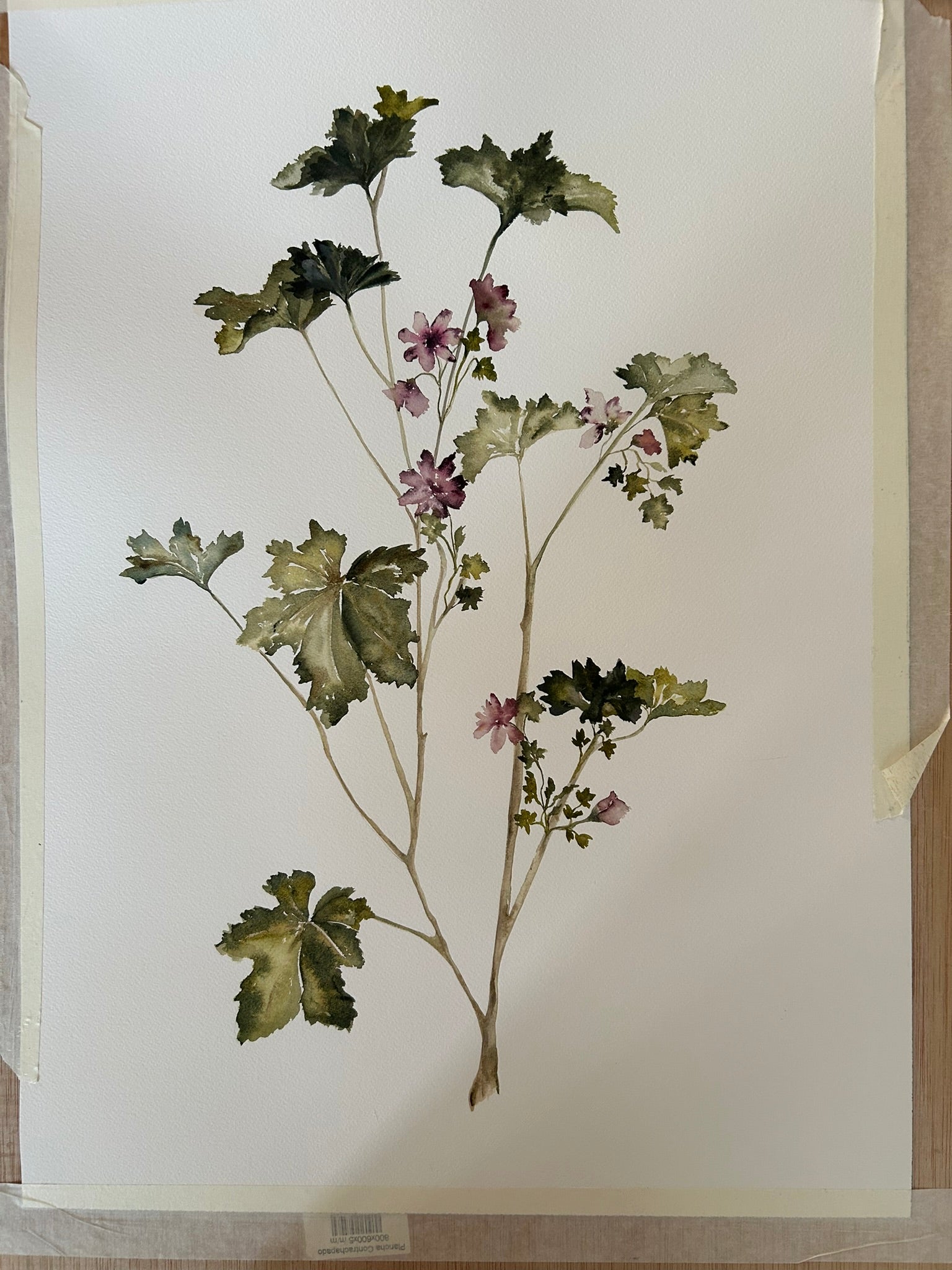 Dibujo cuadro botánico, Herbolario, de tonos verdes, rosas, pintado a mano por la artista Isabel Altet