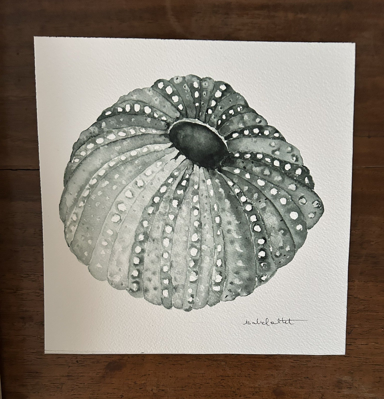 Dibujo de erizo pintado en acuarela con tonos azules por Isabel Altet