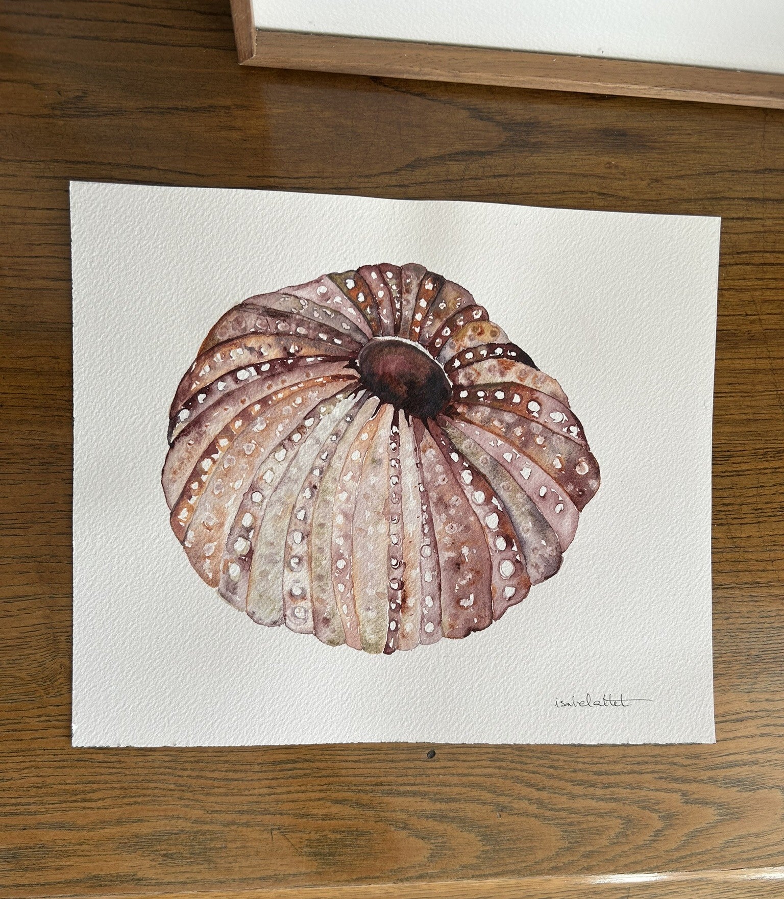 Dibujo original de erizo de mar, color rosa, pintado en acuarela por Isabel Altet, pensado para cuadro en apartamento de playa