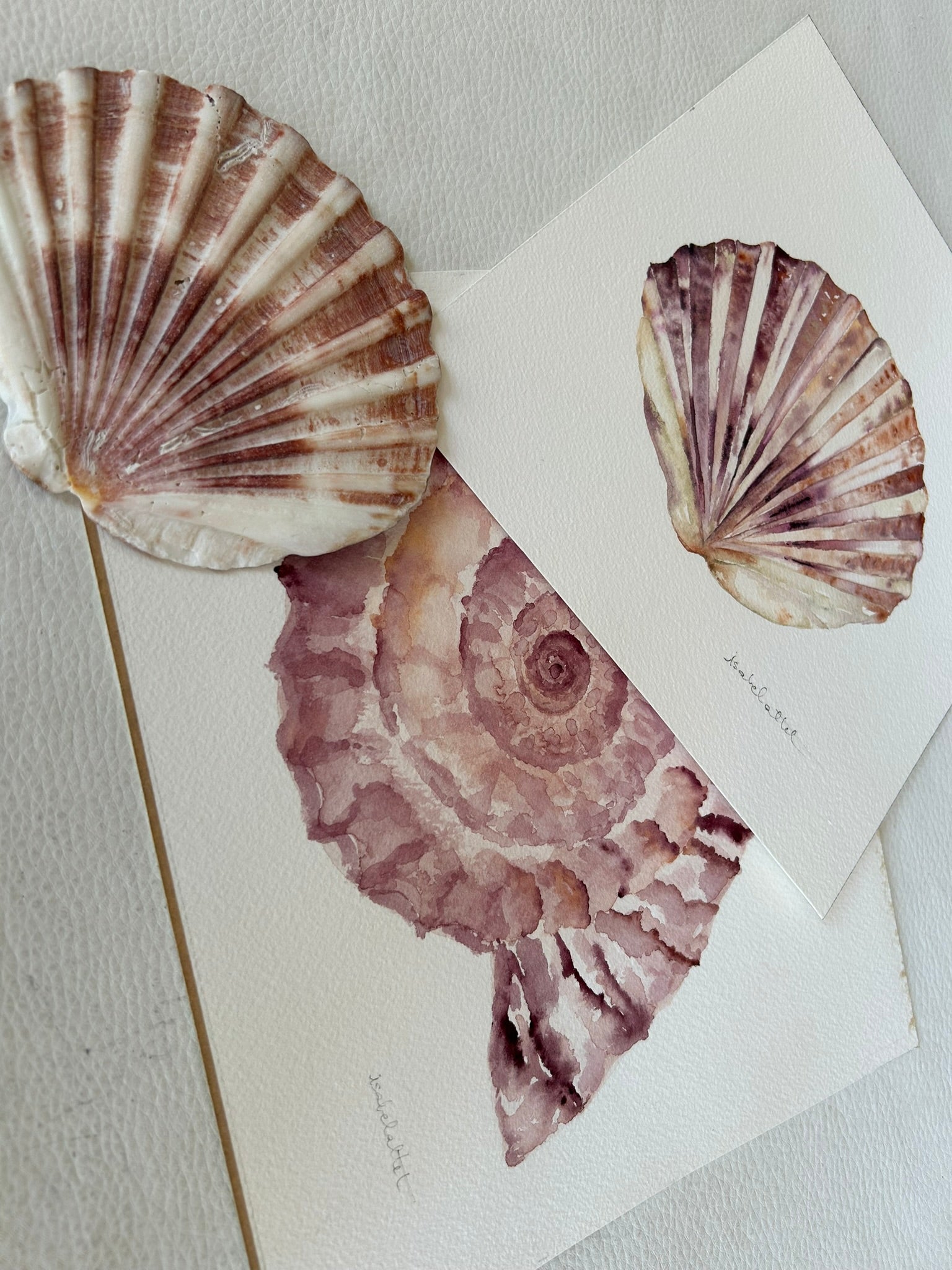 Dibujos caracola y concha marina, pintados a mano en acuarela por la artista Isabel Altet